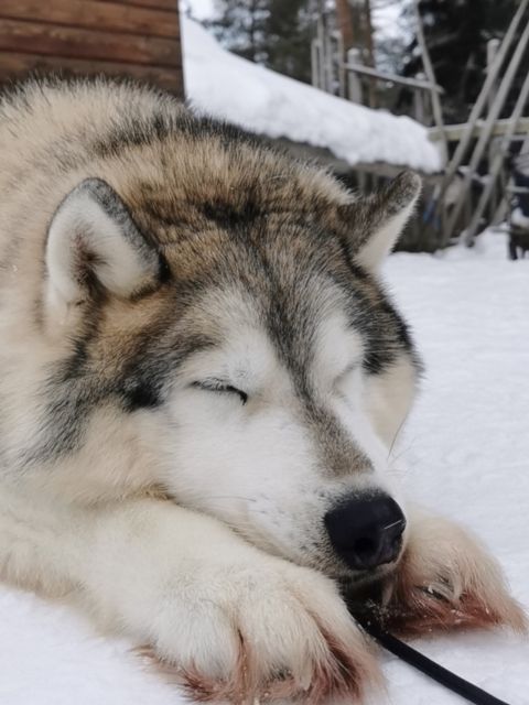 Rovaniemi: Reindeer, Huskies, Santa's Pets & Aurora Hunt - Searching for northern lights at two dark locations