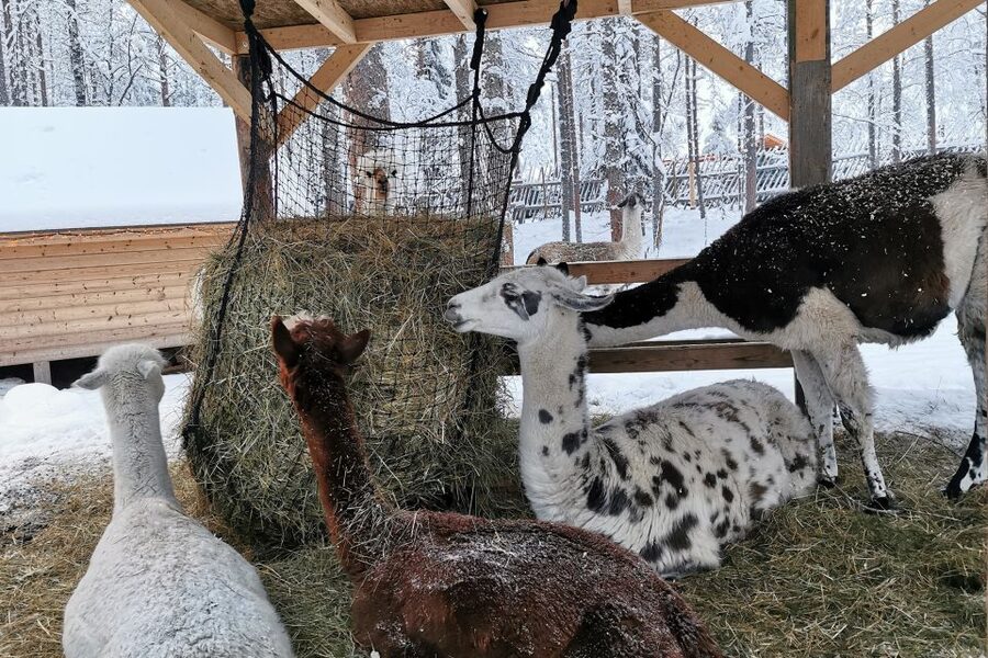 Rovaniemi: Reindeer, Huskies, Santa's Pets & Aurora Hunt - Guides make the packed schedule easier