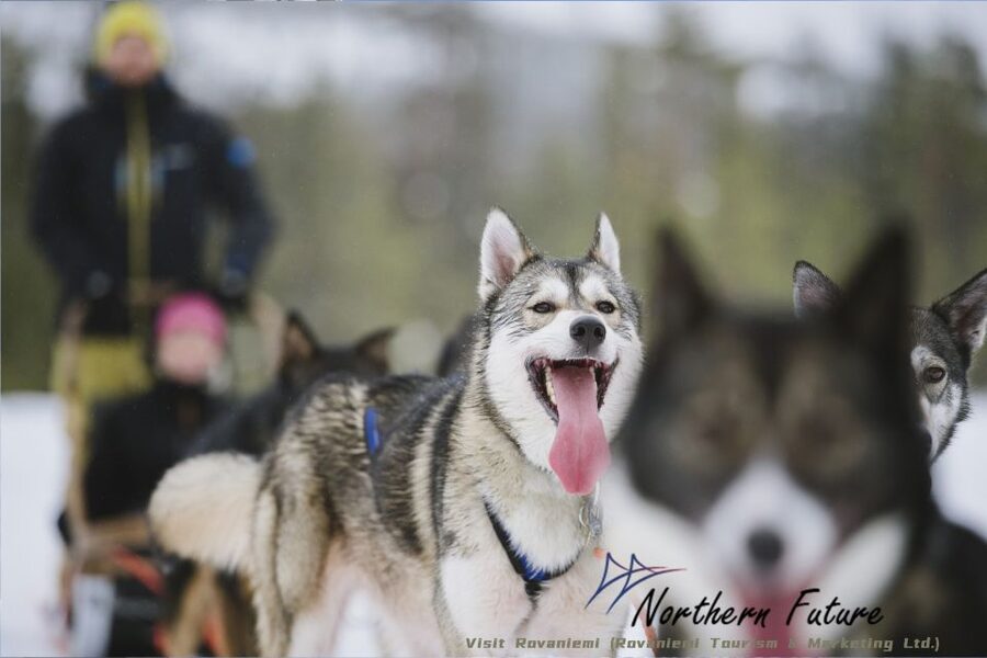 Rovaniemi: Reindeer, Huskies, Santa's Pets & Aurora Hunt - Santa Claus Village and the Arctic Circle photo stop