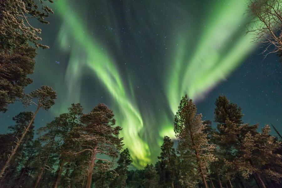 Rovaniemi: Reindeer Safari and Northern Lights Tour - What reindeer husbandry adds to the experience