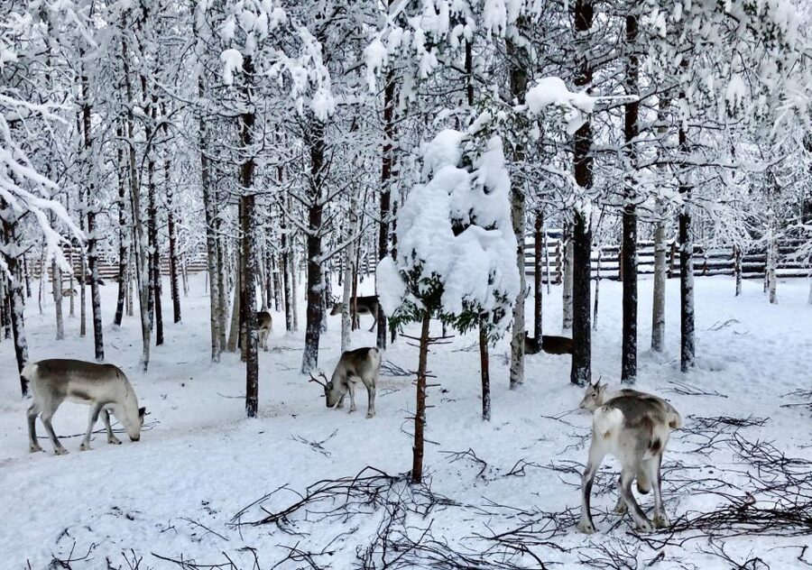 Rovaniemi: Reindeer Sleigh Ride with Hot Drink and Cookies - Key points at a glance
