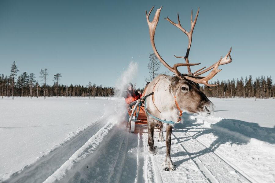 Rovaniemi: Reindeer Sleigh Ride with Hot Drink and Cookies - A slow 1.5-kilometer journey through the trees