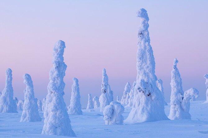 Rovaniemi: Riisitunturi Full-Day Wilderness Adventure & BBQ - Tykky trees and Arctic viewpoints