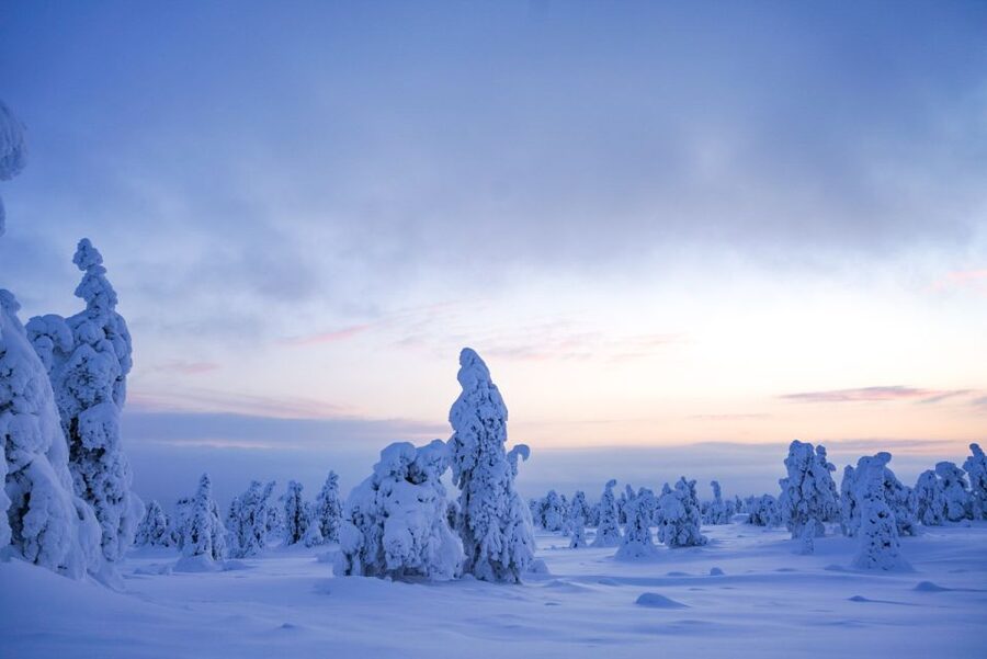 Rovaniemi: Riisitunturi National Park Day Trip with Lunch - Key points to know before booking