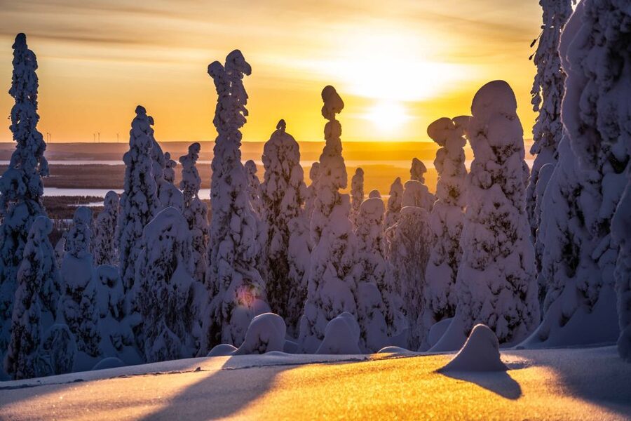 Rovaniemi: Riisitunturi National Park with Pro Photos & BBQ - Key points to know before booking