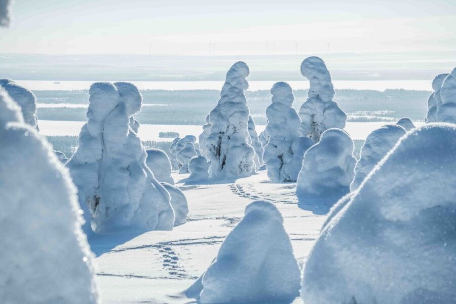 Rovaniemi: Riisitunturi National Park with Pro Photos & BBQ - Practical details that affect your decision
