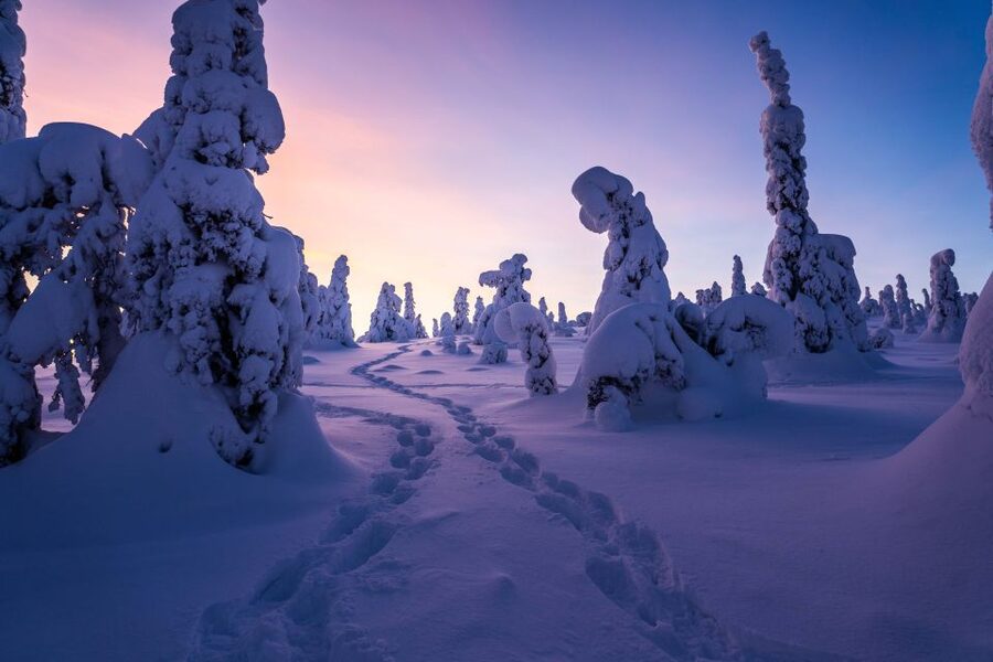 Rovaniemi: Riisitunturi National Park with Pro Photos & BBQ - Photography with a guide who knows the light
