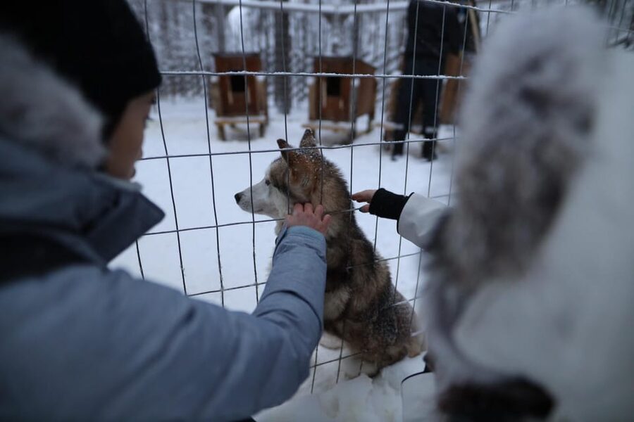 Rovaniemi: Santa Claus Village Tour Huskies & Reindeer ride - What the small group changes