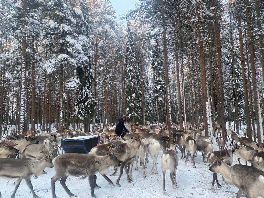 Rovaniemi: Santa Claus Village Tour Huskies & Reindeer ride - Who will enjoy this tour most?