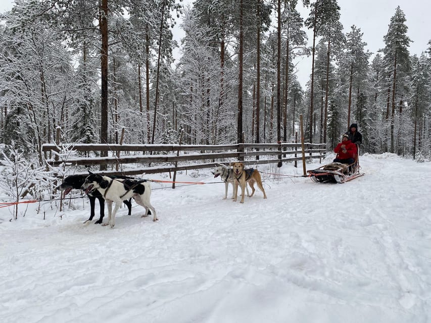 Rovaniemi: Santa Claus Village Tour Huskies & Reindeer ride - Practical details before you book