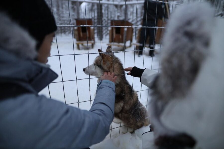 Rovaniemi: Santa Claus Village Tour Huskies & Reindeer Visit - Meeting huskies and their young puppies