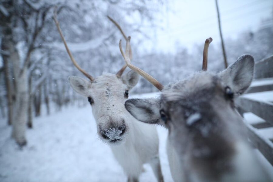 Rovaniemi: Santa Claus Village Tour Huskies & Reindeer Visit - Reindeer connect the tour to Lapland’s culture