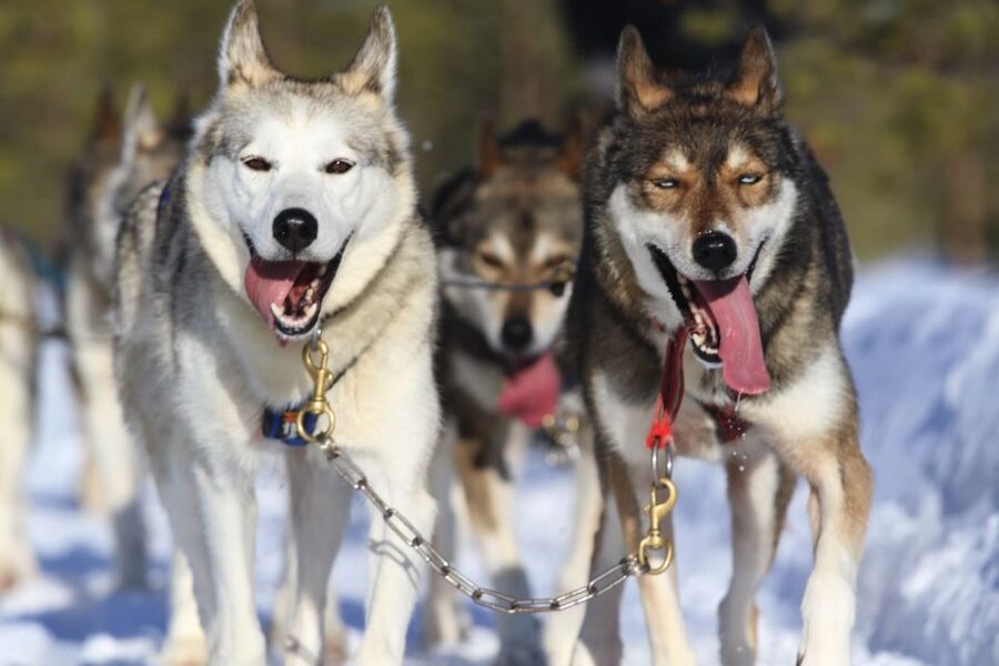 Rovaniemi: Self-Drive Husky Sleigh Ride Adventure - Taking the wheel on a 5-kilometer husky trail