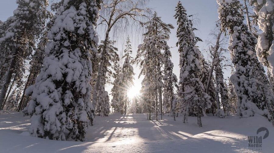 Rovaniemi: Snowmobile Safari into the Arctic Circle Forest - Why the small group size improves the ride