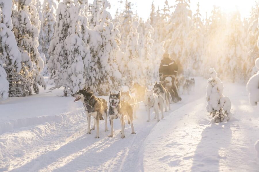 Rovaniemi: Snowmobile Safari, Reindeer & Husky Sleigh Ride - Key points to know before you book
