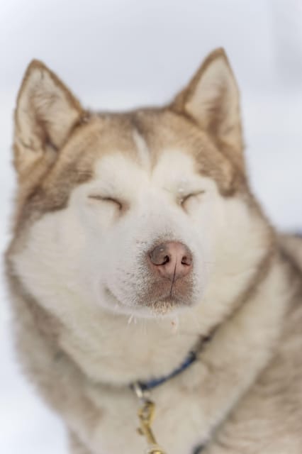 Rovaniemi: Snowmobile Safari, Reindeer & Husky Sleigh Ride - Three Lapland classics packed into one half-day