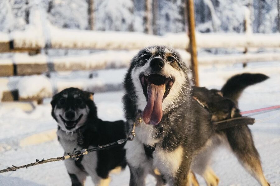 Rovaniemi: Snowmobile Safari, Reindeer & Husky Sleigh Ride - Timing, group pace, and comfort