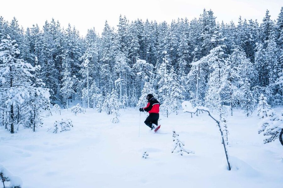 Rovaniemi: Snowshoe Wilderness Adventure - Key points to know before booking