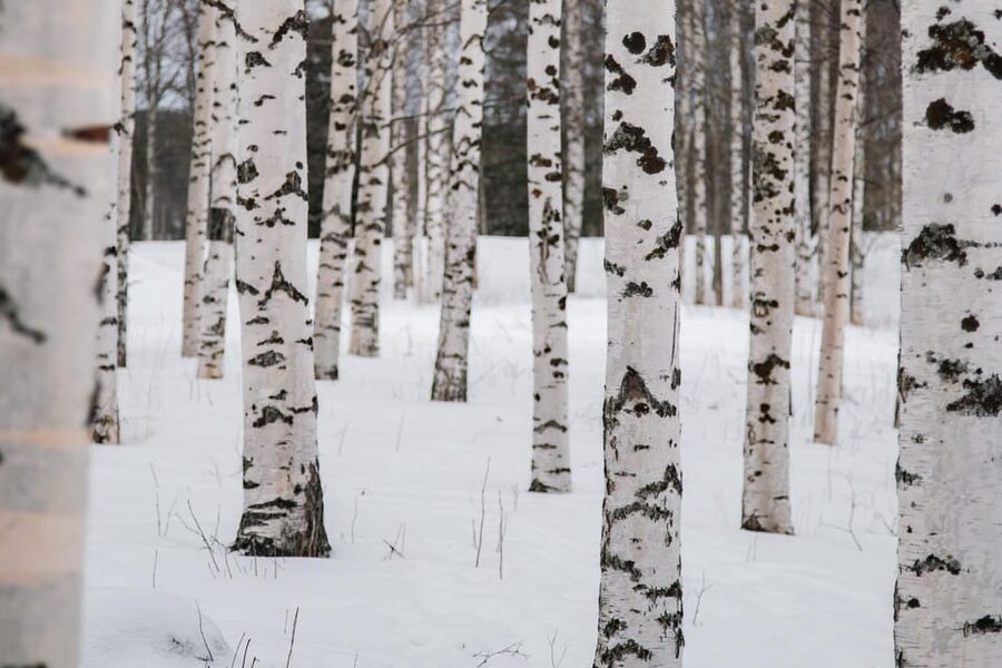 Rovaniemi: Snowshoeing in the Arctic Wilderness - Why the guide can make or break the outing