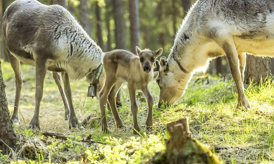 Rovaniemi: Summer Reindeer Farm Experience - A quiet summer introduction to Lapland
