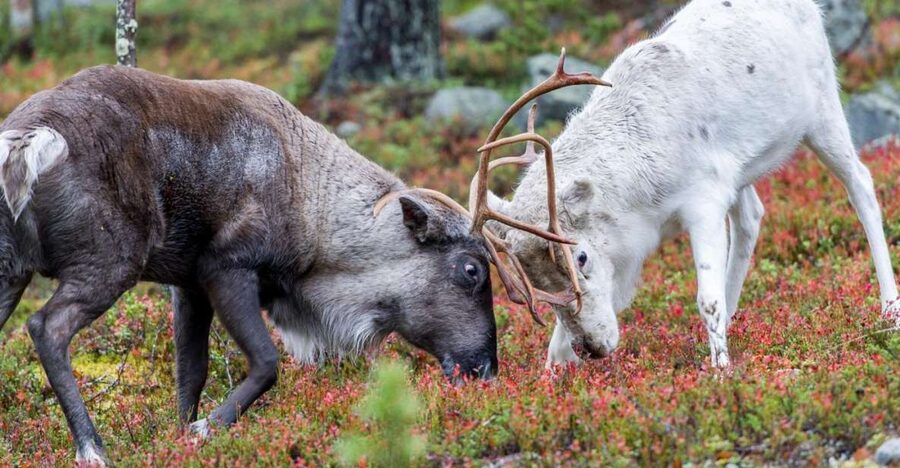 Rovaniemi: Summer Reindeer Farm Experience - Arriving at a working reindeer farm