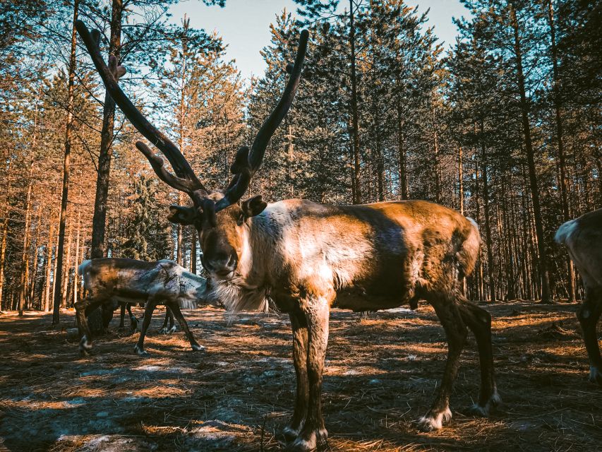 Rovaniemi: Summer Reindeer Farm Experience - Who will enjoy this farm visit most?