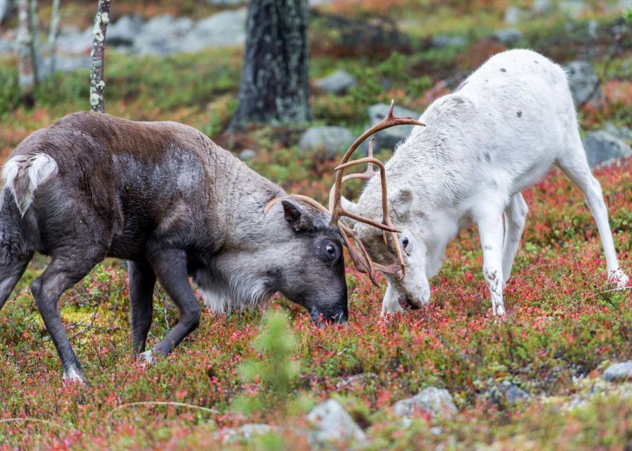 Rovaniemi: Summer Reindeer Farm Experience - Should you book the Rovaniemi summer reindeer farm experience?