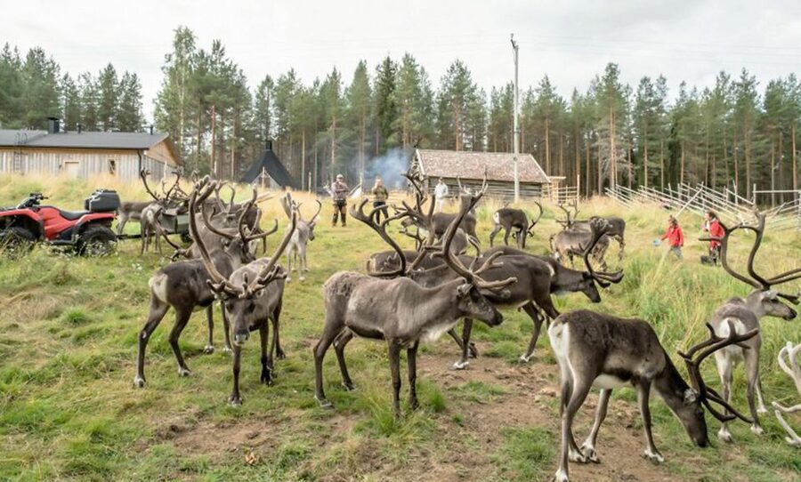Rovaniemi: Summer Reindeer Farm Experience - Feeding the reindeer in summer