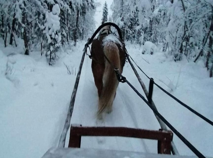 Rovaniemi: Traditional Finnhorse Sleigh Ride at SCV (3km) - Clothing and Weather Matter More Than You Think