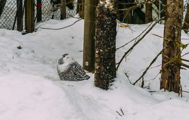 Rovaniemi: Trip to Ranua Zoo with Tickets - Key points to know before booking