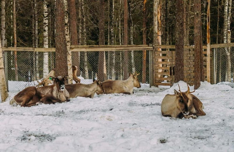 Rovaniemi: Trip to Ranua Zoo with Tickets - The road from Rovaniemi to Ranua