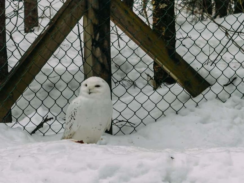 Rovaniemi: Trip to Ranua Zoo with Tickets - The white bear and other winter highlights