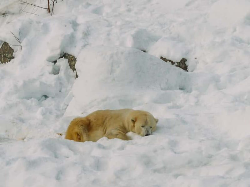 Rovaniemi: Trip to Ranua Zoo with Tickets - Who will enjoy this Ranua outing most?
