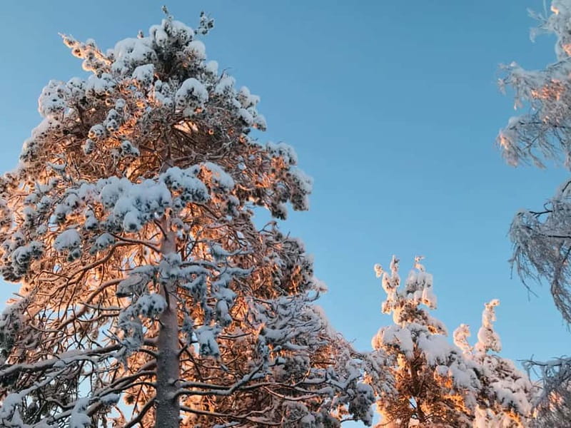 Rovaniemi: Trip to Ranua Zoo with Tickets - Practical ways to make the visit better