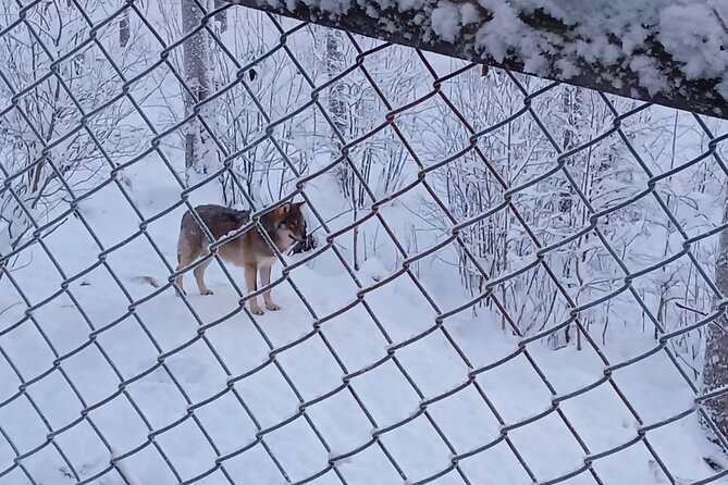 Rovaniemi: Trip to Ranua Zoo with Tickets Included - Who should book this Ranua trip?