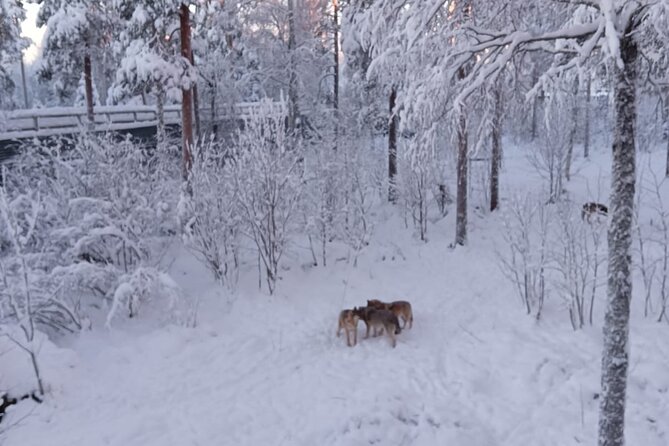 Rovaniemi: Trip to Ranua Zoo with Tickets Included - Practical tips for a smoother visit