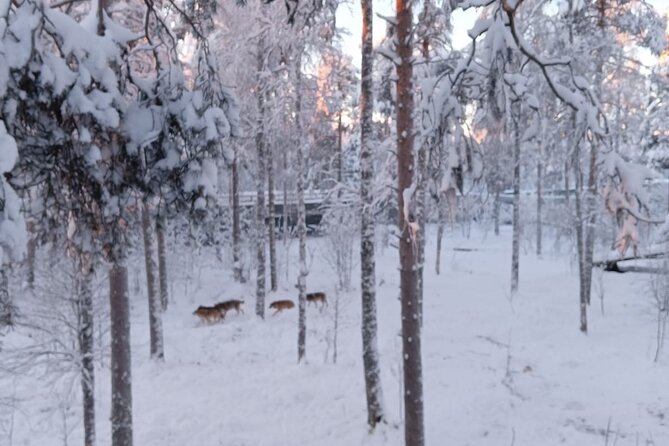 Rovaniemi: Trip to Ranua Zoo with Tickets Included - Walking through the 2.5 km wildlife park