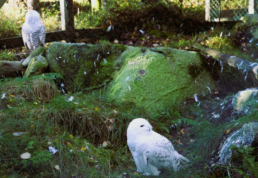 Rovaniemi: trip to the Ranua Zoo (transportation, tickets) - A good family outing, with room for different ages