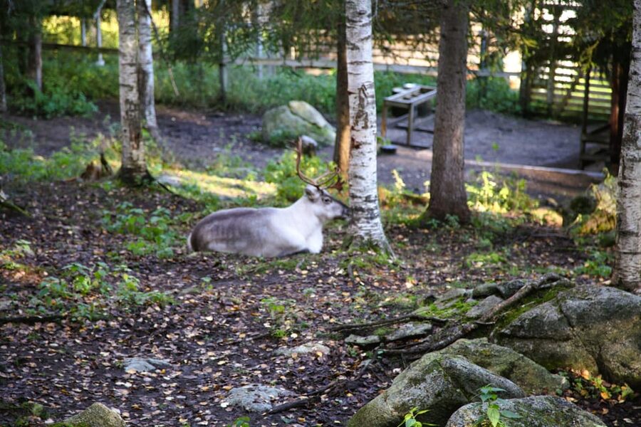 Rovaniemi: trip to the Ranua Zoo (transportation, tickets) - What to bring and how to avoid a rushed start