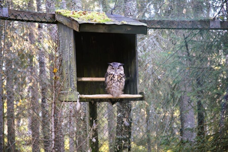 Rovaniemi: trip to the Ranua Zoo (transportation, tickets) - Who should book this Ranua outing?