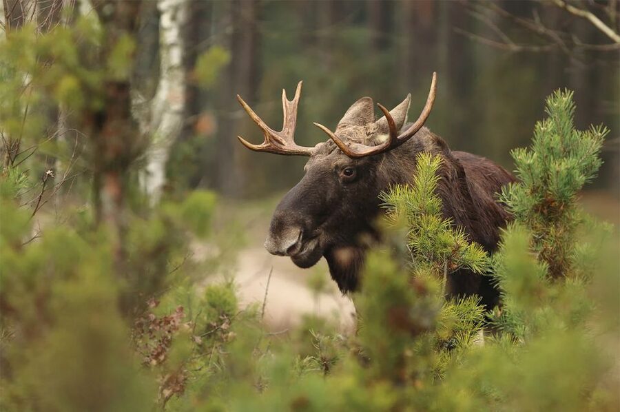 Rovaniemi: Wild Moose Safari - Key points to know before you book