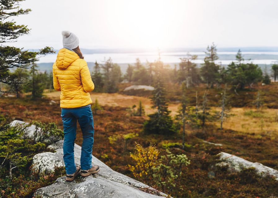 Rovaniemi: Wild Moose Safari - Meeting Finland’s largest deer