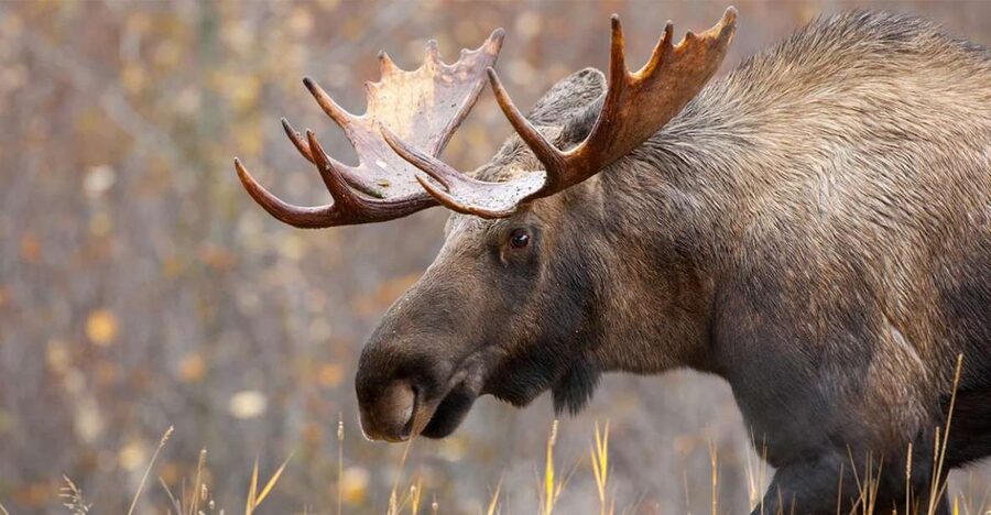 Rovaniemi: Wild Moose Safari - Searching the Lappish forests