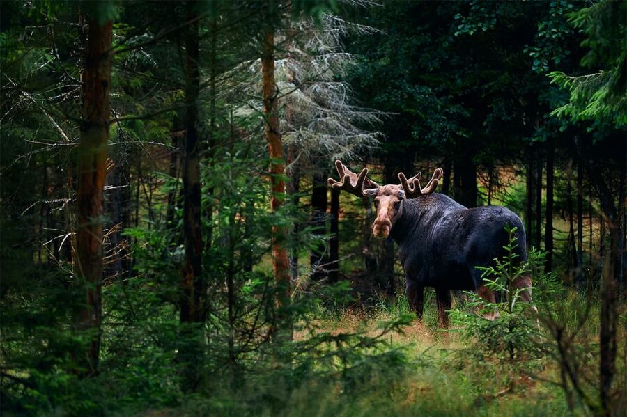 Rovaniemi: Wild Moose Safari - Sunset, frozen water, and a simple Finnish break