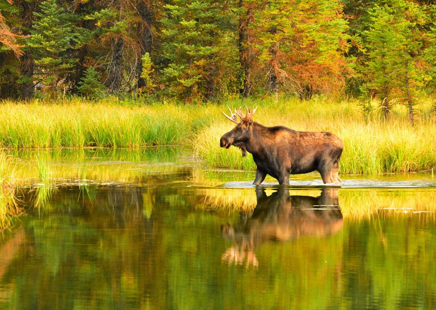 Rovaniemi: Wild Moose Safari - The vehicle matters more than usual