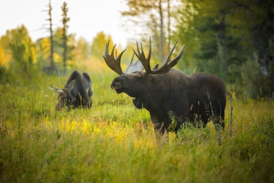 Rovaniemi: Wild Moose Safari - Booking advice for Rovaniemi