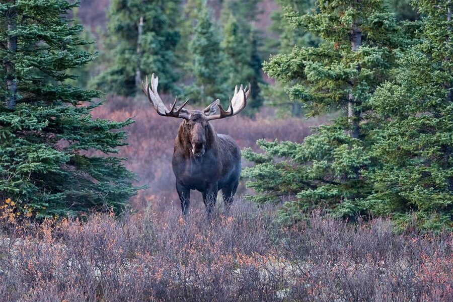 Rovaniemi: Wild Moose Safari - Leaving Rovaniemi for the forest