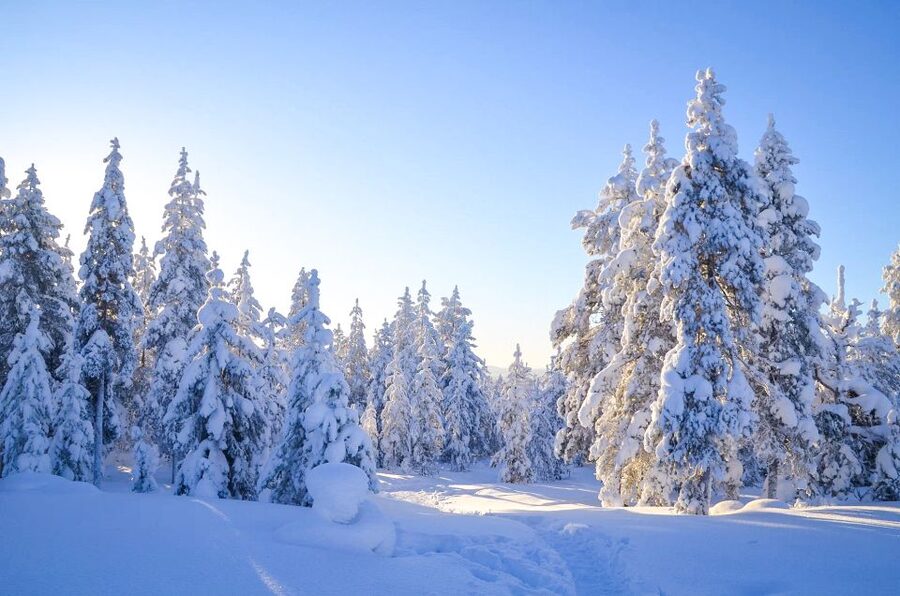 Rovaniemi: Wilderness Tour - Winter brings the best track-reading conditions