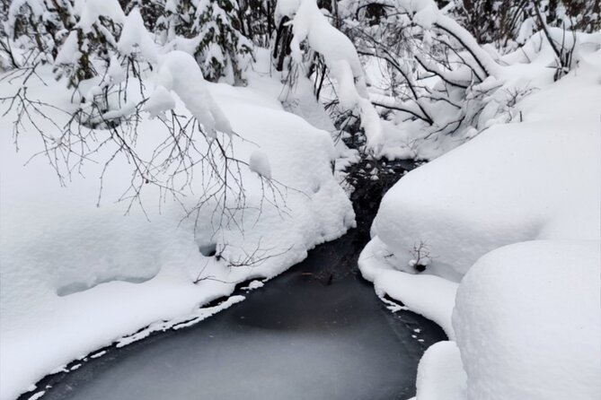 Rovaniemi: Winter Wonderland Vikaköngäs Hiking Tour & BBQ - Why this three-hour forest walk is worth your morning