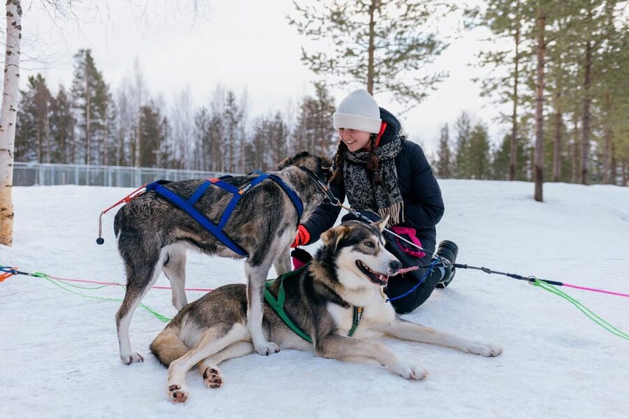 Saariselkä: 10KM Husky Safari with kennel visit - Is $234 a fair price?